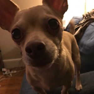 Meet your Posher, Ginger